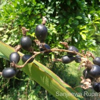 Alpinia nigra (Gaertn.) Burtt